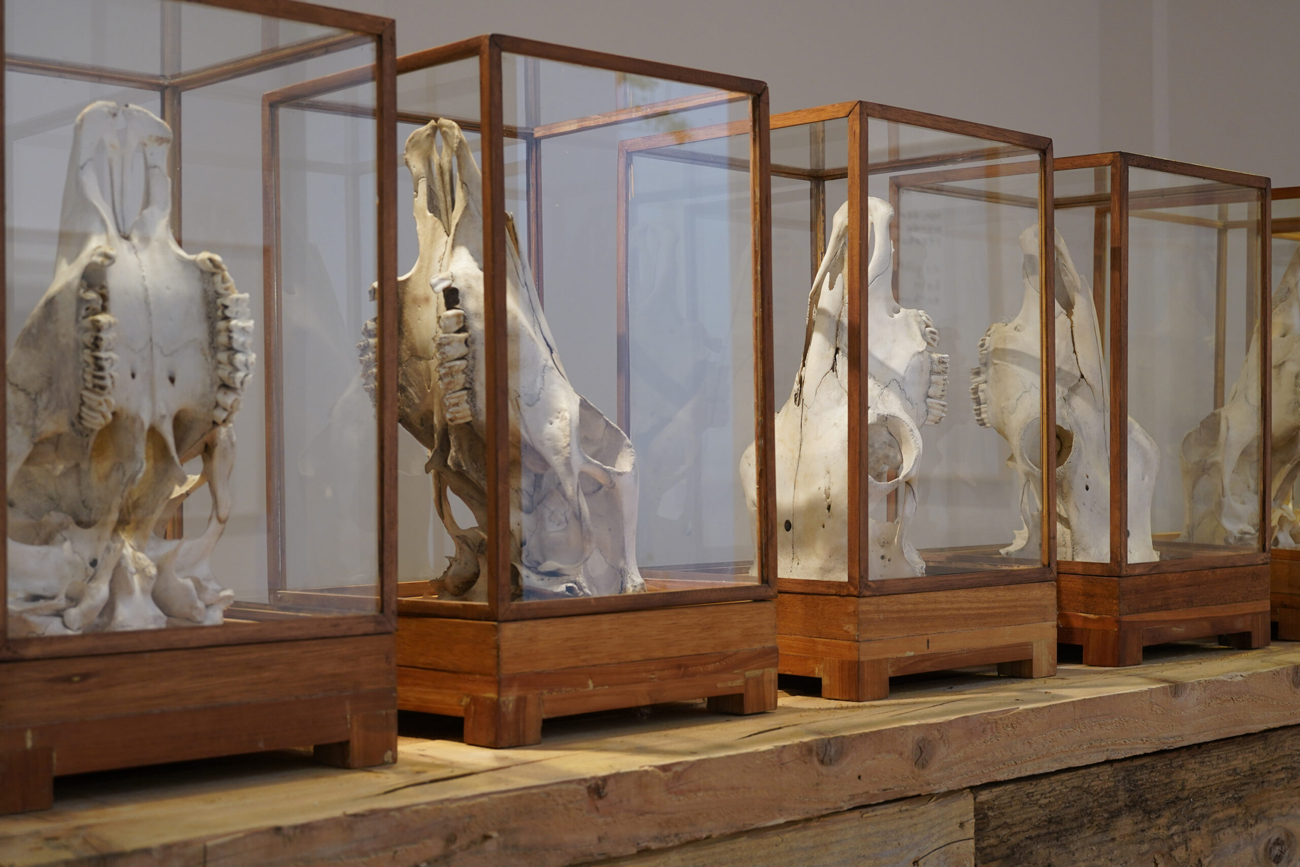 herman de vries, Verbeke Foundation, zomertentoonstelling 2026, ecoart